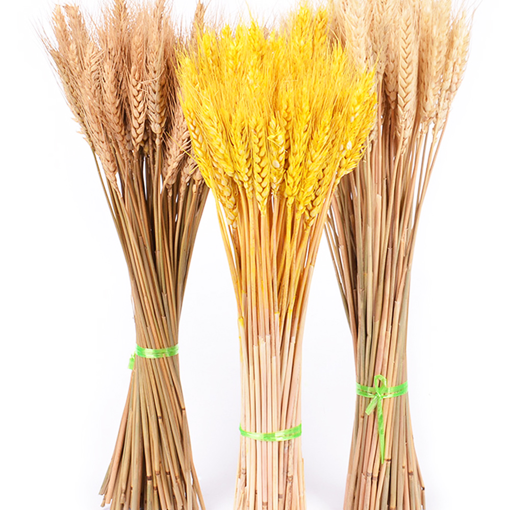 50pcs Natural Dried Flowers Real Wheat Ear Flower for Wedding Party Bouquet Decoration DIY Craft Wheat Scrapbook Home Decor
