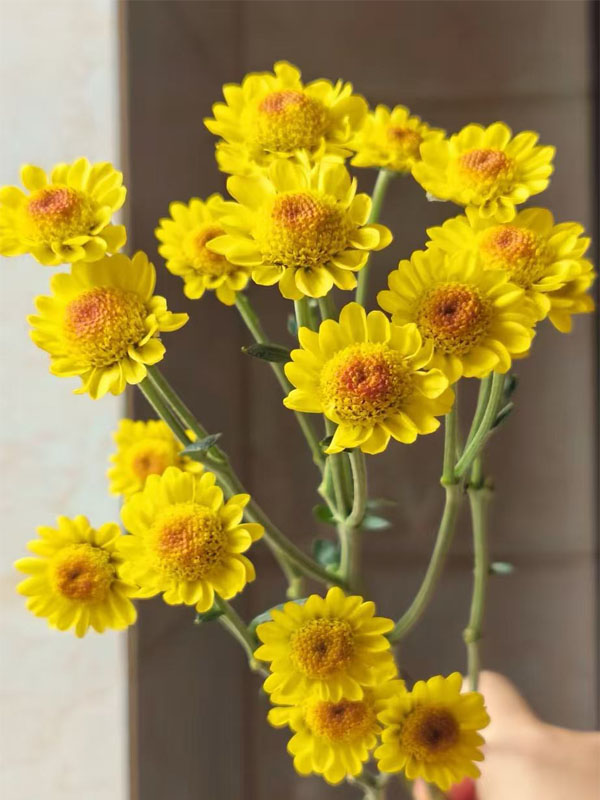 Sunny chrysanthemum2