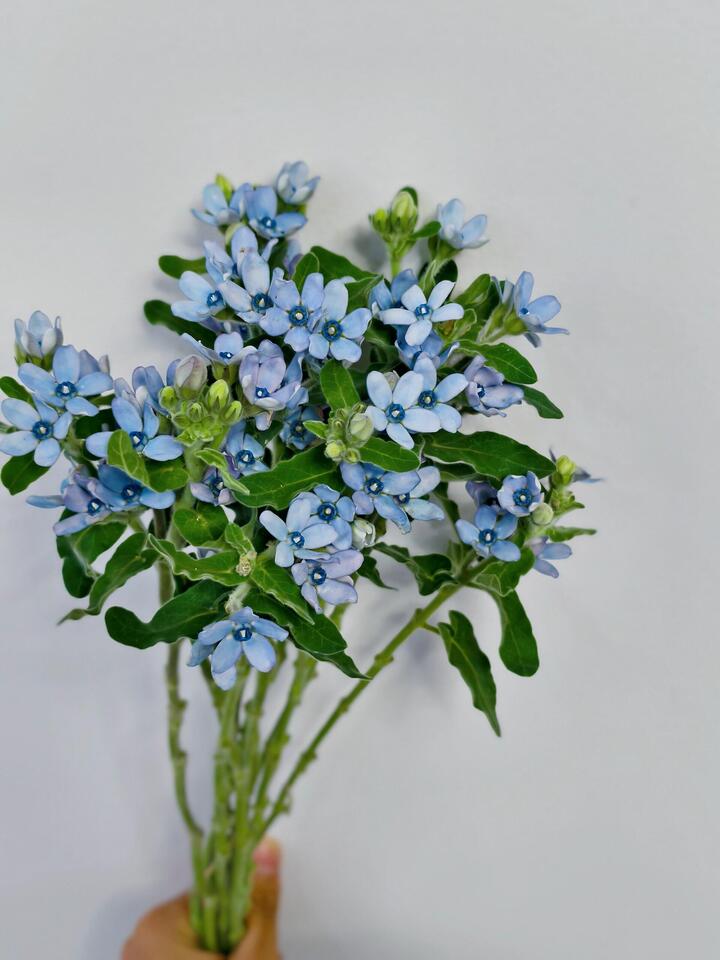 Blue star flower