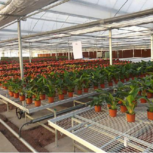 Greenhouse Rolling Bench for seedling nursery Manufacturers and Greenhouse Rolling Bench for seedling nursery Suppliers