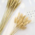 Natural Dried Flowers Bunny Tail Daisy Wheat Lavender Real Flower Bouquet for Home Wedding Decoration Rabbit Tail Grass Bunch