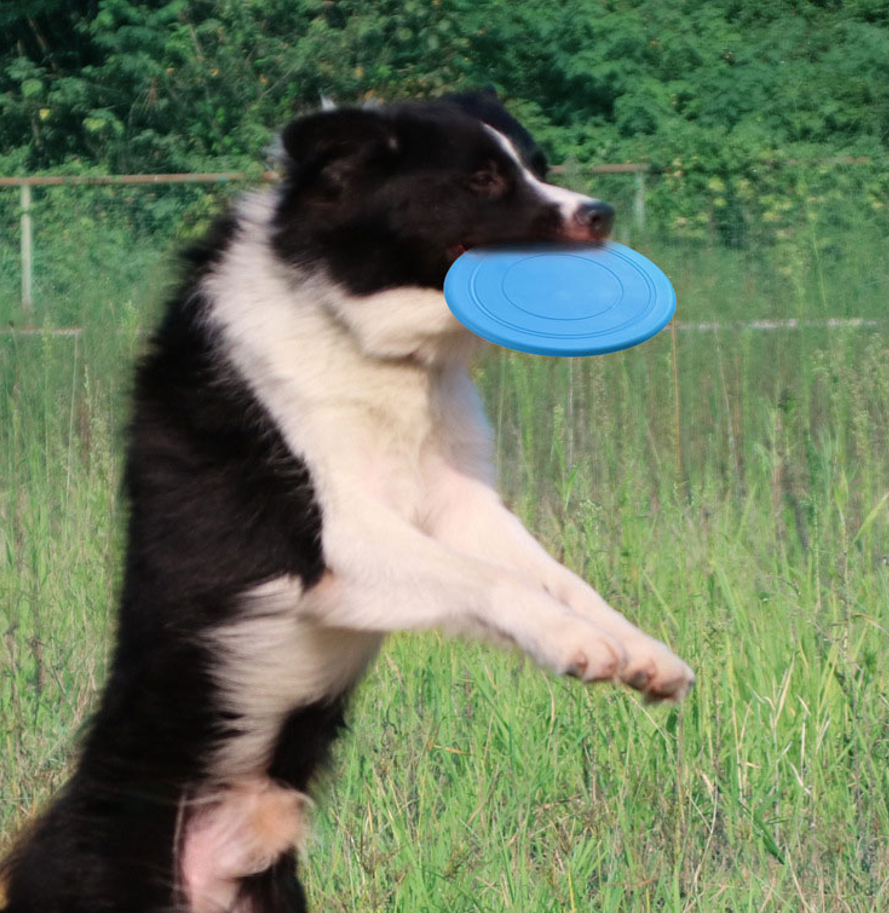 Dog Toy Keep Busy