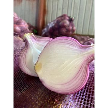 High Quality Crisp Sweet Red Onion
