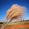 brown pampas grass