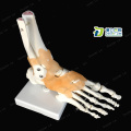 BOLI/1:1 Foot ankle Joint anatomi Human foot skeleton model with ligaments anatomy medical plastic products