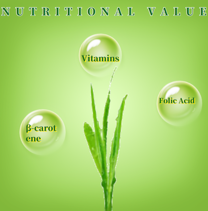 2.  Buy Green Barley Grass Powder Good Price