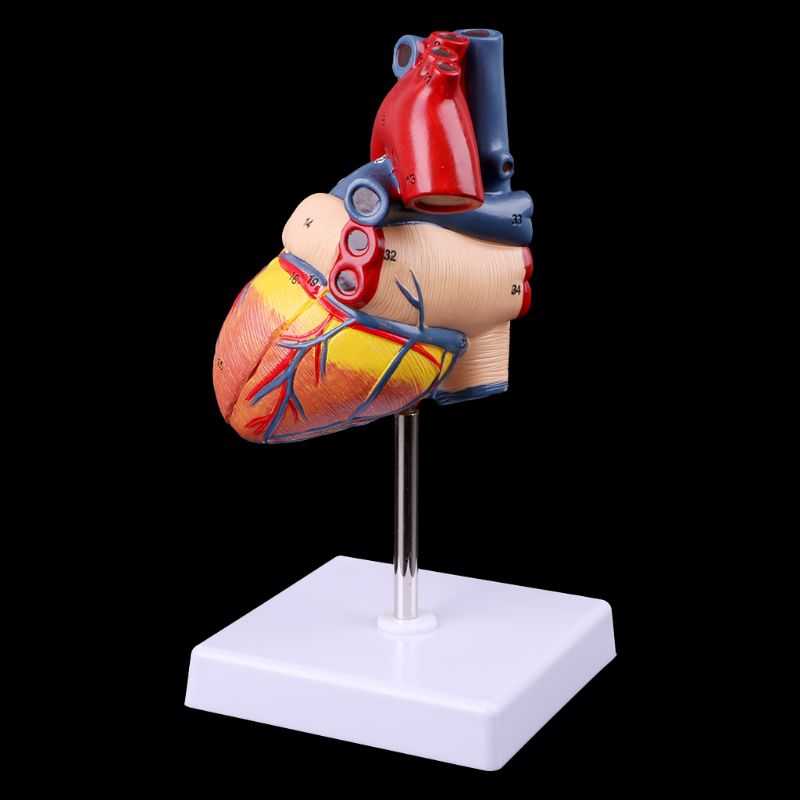 Disassembled Anatomical Heart Model Anatomy Medical Teaching Tool Medical Science Stationery for School