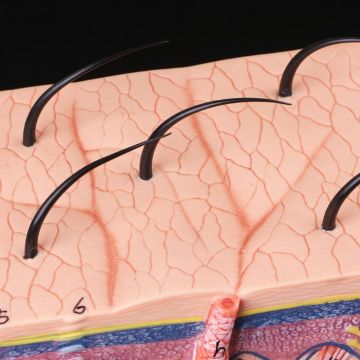 Human Skin Model Block Enlarged Plastic Anatomical Anatomy Teaching Tool X3UE