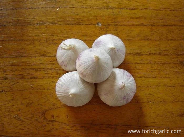 Solo Garlic Solo Garlic