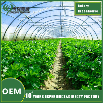 Sustainable Celery Greenhouse Production