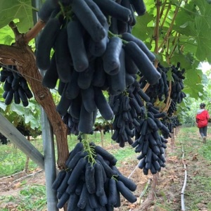 Purple Jade Tianzhu Grapes