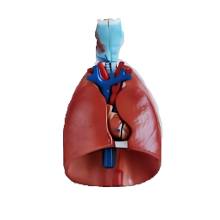 Larynx, Heart and Lung Model