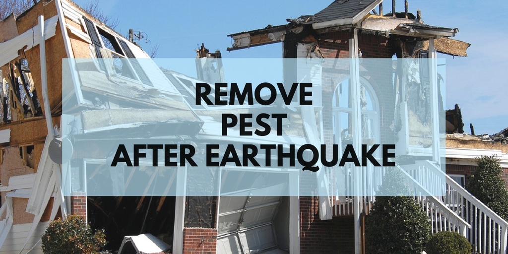 How to get rid of pest after earthquake