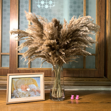 Free Shipping 10/20pcs Dried Pampas Grass Bouquet Wedding Flower Bunch Natural Plants Home Decor