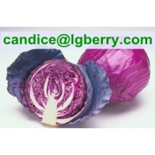 High quality red cabbage extract /anthocyanin