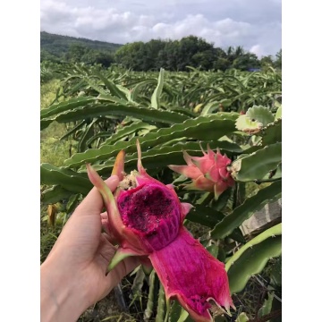 Red Dragon Fruit for Healthy Lifestyle Market