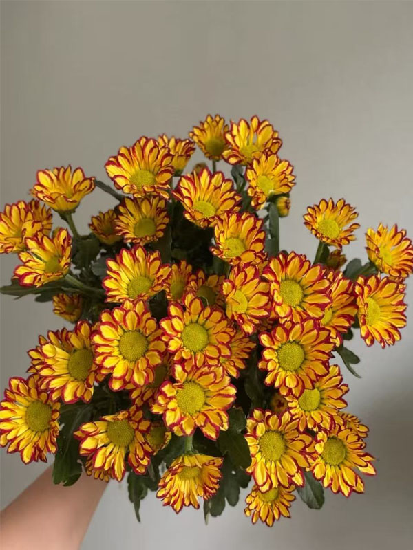 Roman Holiday chrysanthemum