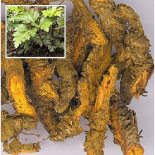Coptis root Herb raws Medical drug Herb
