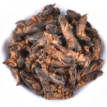Wild Dried Mole Cricket Dry Dirt dog Chinese herbal medicine Locust stem Cricket 250g/500g Per Pack