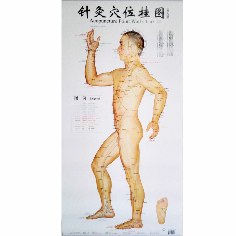 Bilingual Acupuncture Point Wall Charts A Set (Front Side Back) Real Person Chinese and English for Self Care