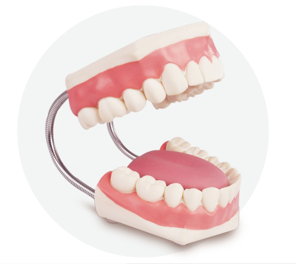 Enlarged Dental Care Model
