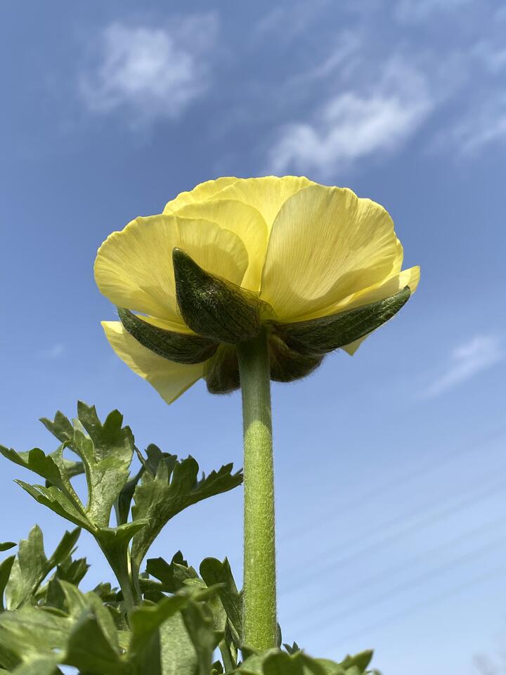 Yellow Ranunculus