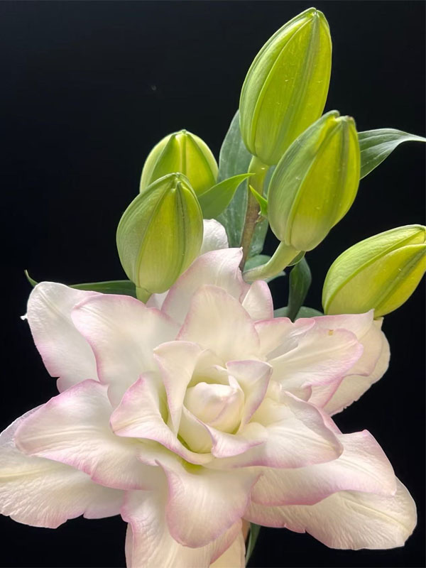 Ice Beauty double lily1