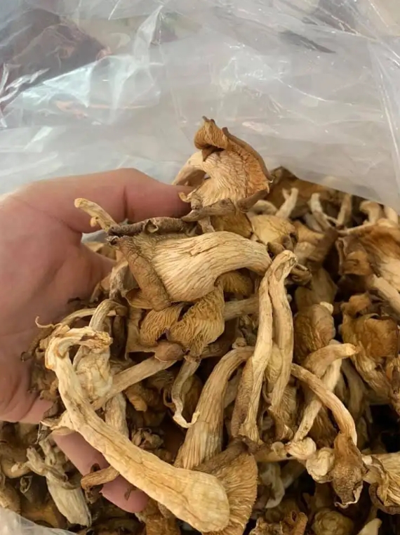 Premium Pleurotus Ostreatus Spawn