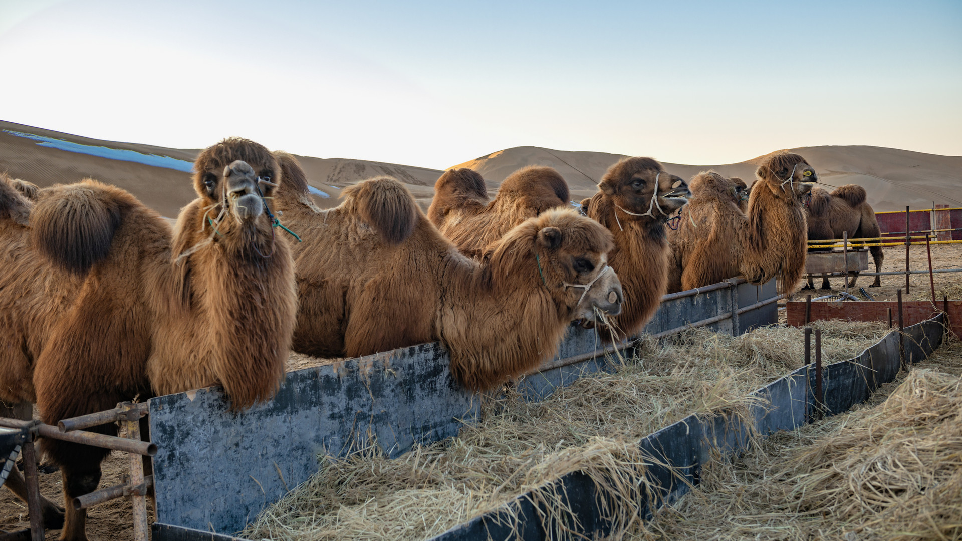  Camel Colostrum Freeze-dried Powder (4)