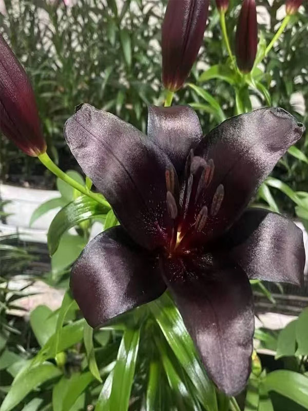 Black Knight Lily2