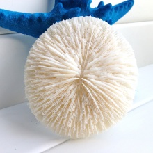 Natural coral conchas shells craft gift ocean home decoration white mushroom aquarium accessories