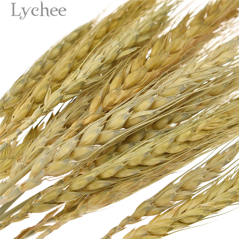 Lychee Life 15pcs Natural Dried Wheat Bouquet Decorative Flowers DIY Cards Embellishment Home Decoration