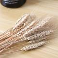 100pcs Wheat Autumn Decoration Pampas Grass Craft Flowers Dried Flowers for Wedding Decoration Wheat