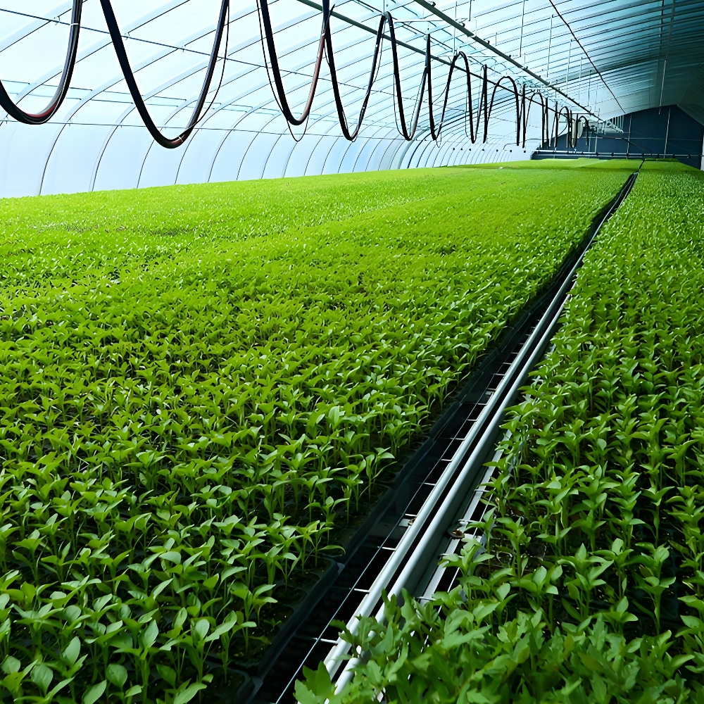 Single Greenhouse For Seedling Raising