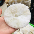 10cm natural mineral white mushroom landscape layout, with natural embellishment sea home wedding decoration