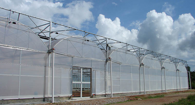 Multi-span cheap agricultural film Tunnel Plastic greenhouse
