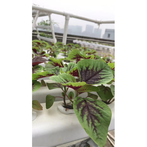 Nft 90mm*50mm Hydroponic System Pipe For Hydroponic Manufacturers and Nft 90mm*50mm Hydroponic System Pipe For Hydroponic Suppliers