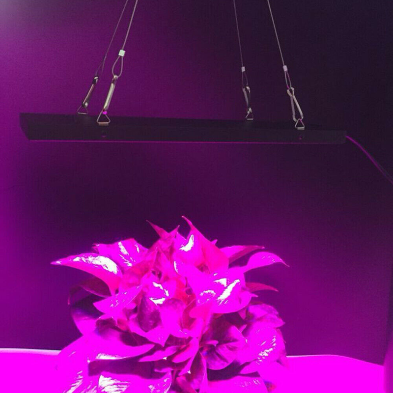 45W led grow lights and seedlings