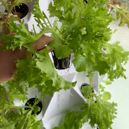 Indoor Grow System Hydroponic system Manufacturers and Indoor Grow System Hydroponic system Suppliers