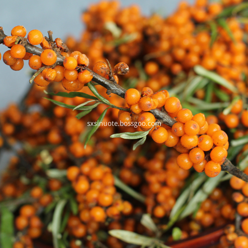 Sea Buckthorn Powder