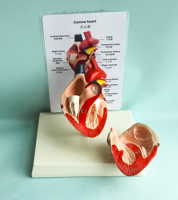 Veterinarian's Dog Canine Heart Anatomy Model Dog Anatomy Organ Medical Science Educational Teaching Anatomical Skeleton Models