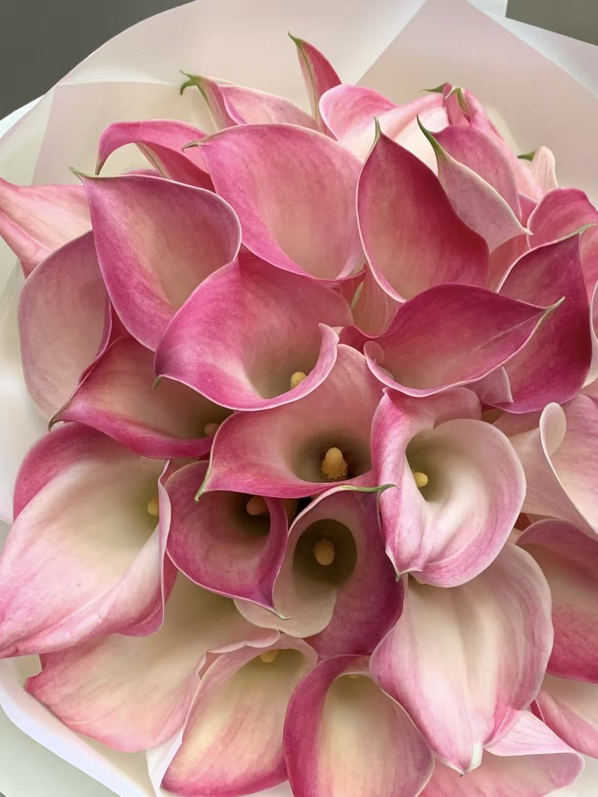 light pinck calla lily