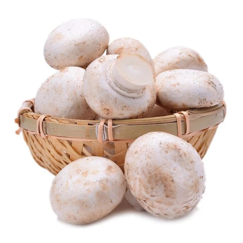 White Button Mushroom Extract Agaricus Bisporus powder for Sale, Offer White Button Mushroom Extract Agaricus Bisporus powder