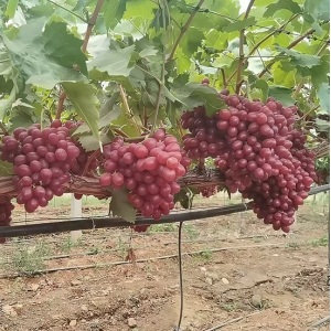 Sweet Red Scented Premium Grapes