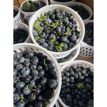 Premium Fresh Blueberries for Healthy Living