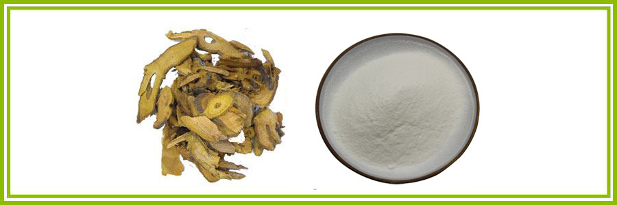 Polygonum2