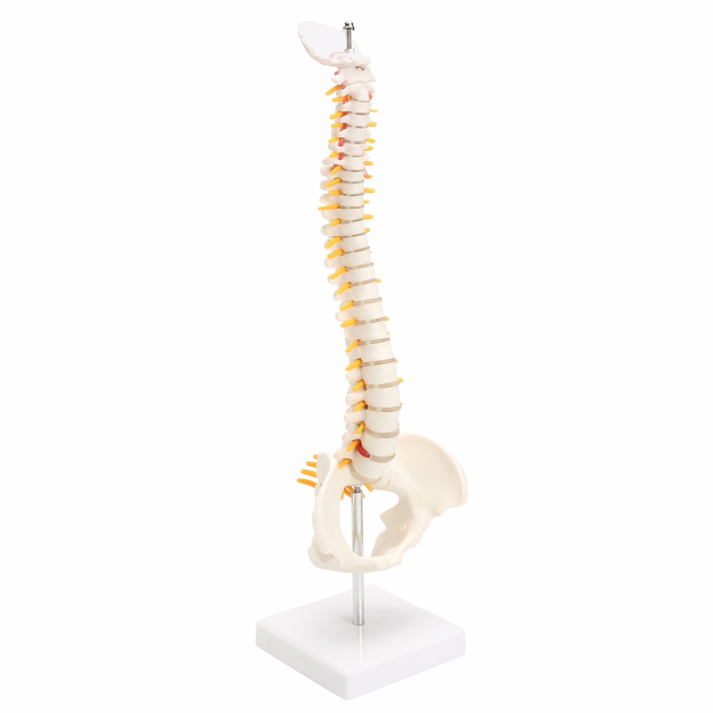 45CM Human Spine with Pelvic Model Human Anatomical Anatomy Spine Medical Model spinal column model+Stand Fexible
