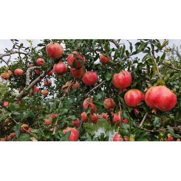 Authentic Binchuan Pomegranate yndl LJ Natural Delicacy