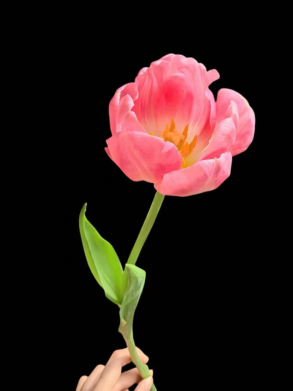 Fresh cut Tulip Dynasty 3