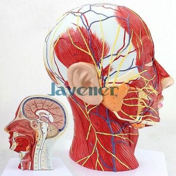 Life Size Human Anatomical Head And Face Anatomy Medical Model Plastic Brain medical model